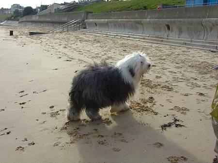 Broer op het strand van Harwich